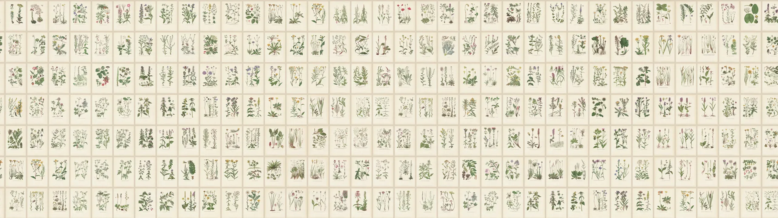 Botanica Oat Large Pattern Mural by Sandberg