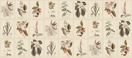 Flora, Sepia