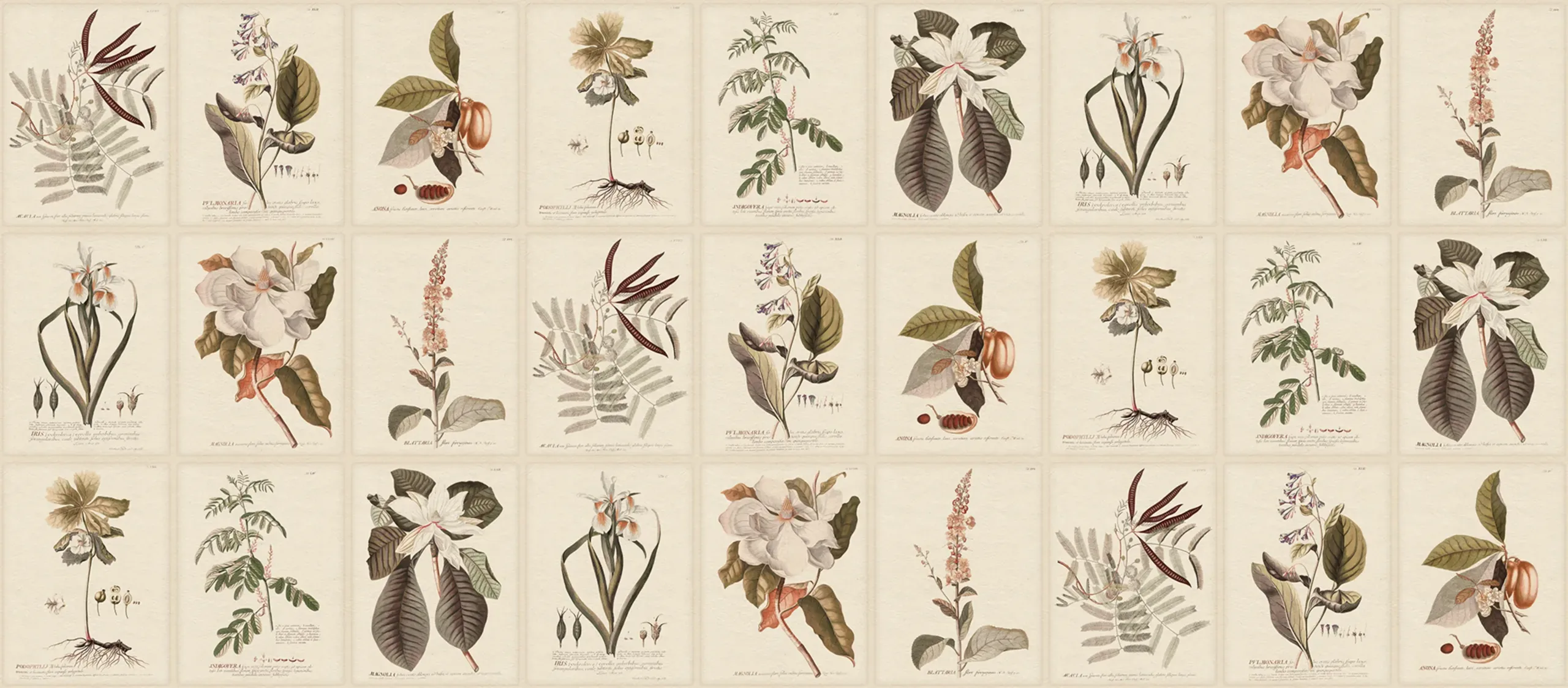 Flora, Sepia