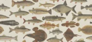 Color Variation