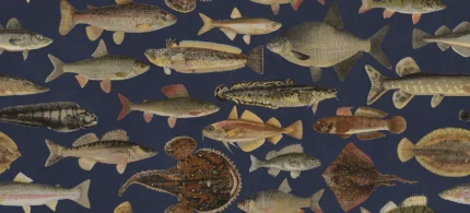 Scandinavian Fish Dark Blue Playful Mural by Sandberg